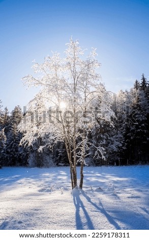 Frozen snowy tree in contre-jour sun backlight in peaceful winter forest mountain landscape postcard motive