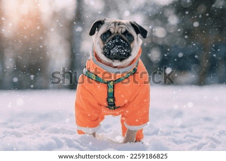 Portrait of a cute warmly dressed pug dog in a winter park. Royalty-Free Stock Photo #2259186825