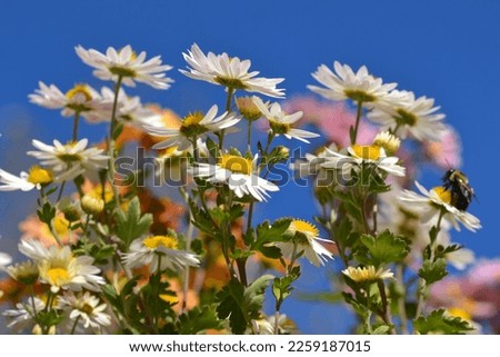White and Pink Daisies Shot Against the Blue Sky in Central Park - New York City
