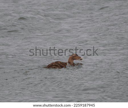 A female common eider eating a crab.