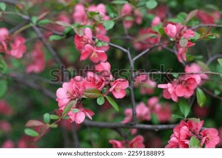 Pink flowers blooming on the tree spring background. Pink and green natural backdrop. Easter springtime wallpaper.