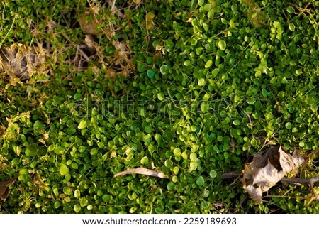 Clover bed in early Spring