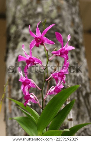 Blooming pink orchid flowers and green leaves with tree trunk background