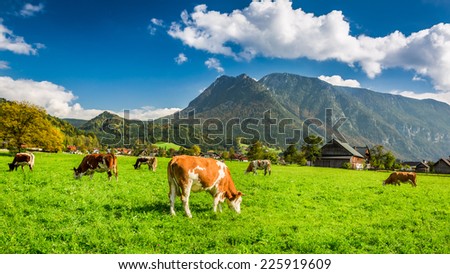 Herd of cows grazing in Alps Royalty-Free Stock Photo #225919609