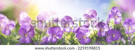 Violet pansies blooming in spring