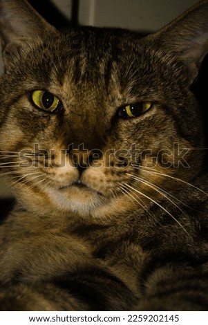 Cat pic with closeup short