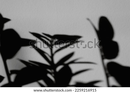 Plant Shadows Cast on Textured Wall