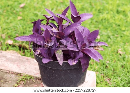 Purple heart plant growing fertilely on pot, with grass background