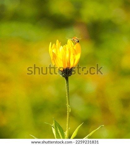 Close up of a yellow flowering plant