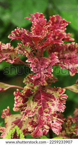 Beautiful colors pattern of coleus plant, image for mobile phone screen, display, wallpaper, screensaver, lock screen and home screen or background  