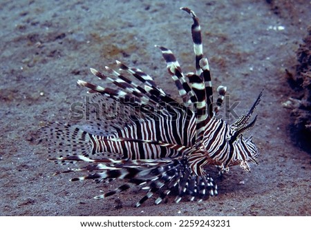 The devil firefish or common lionfish or Pterois miles in scientific name                               
