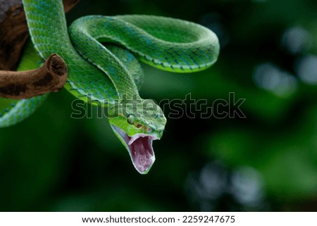 A male Hagen's pit viper Trimeresurus (parias) hageni on steady attacking position with bokeh background