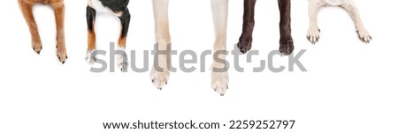 top view of dog legs sprawled out on an isolated white background
