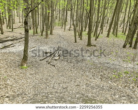 Sparse forest, fallen trees, a stream in the forest. The trail in the forest where fallen leaves are sparsely Royalty-Free Stock Photo #2259256355
