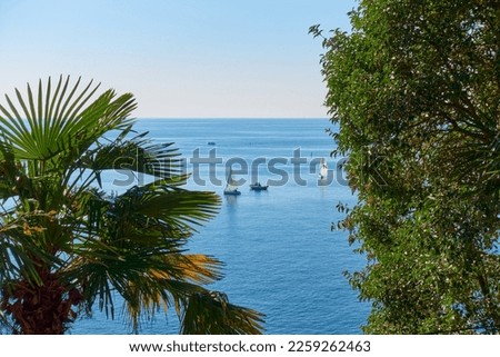 Landscape with sea and yachts, view through palm tree and tree. Boats and boats float on the blue surface of the sea. The letter N is written on the sail. Selective focus.
