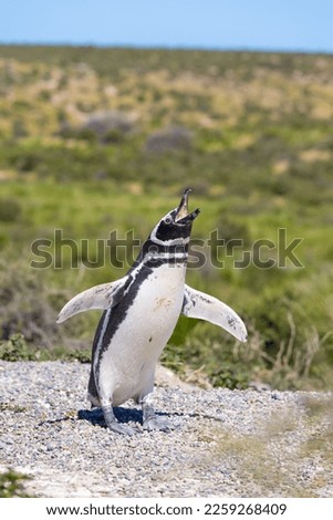 Magellanic penguins in Punta Tombo Natual Reserve , Puerto Madryn, Argentina