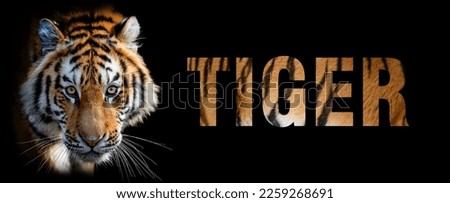 Portrait of tiger with a name on a black background. The text is from her fur