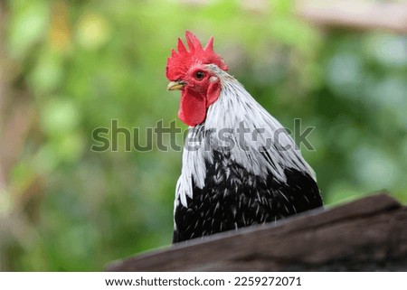 Beautiful bantam with colorful feathers. Focus on bantam and blur the background. Royalty-Free Stock Photo #2259272071
