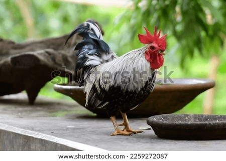 Beautiful bantam with colorful feathers. Focus on bantam and blur the background. Royalty-Free Stock Photo #2259272087