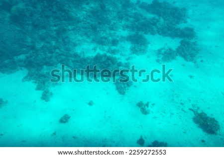 Coral reef at the bottom of the Red Sea. Photo underwater.