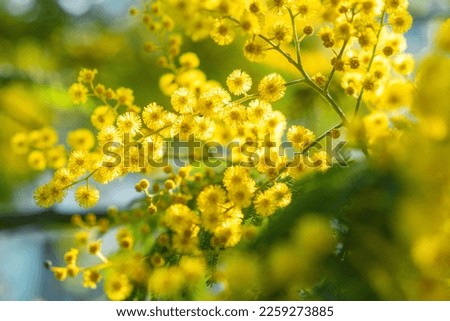 Yellow mimosa flowers. Close up. Spring, Womens day, Easter greeting card. Nature background Royalty-Free Stock Photo #2259273885