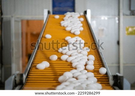 Eggs on Automatic Belt in Poultry Farm Royalty-Free Stock Photo #2259286299