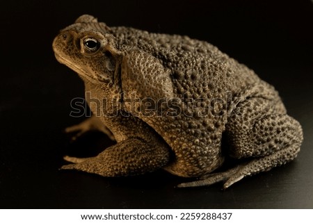 The cane toad (Rhinella marina), also known as the giant neotropical toad or marine toad