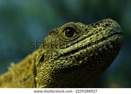 Weber's sailfin lizard or Halmahera sailfin dragon (Hydrosaurus weberi), is a species of lizard in the family Agamidae. The species is endemic to Indonesia.