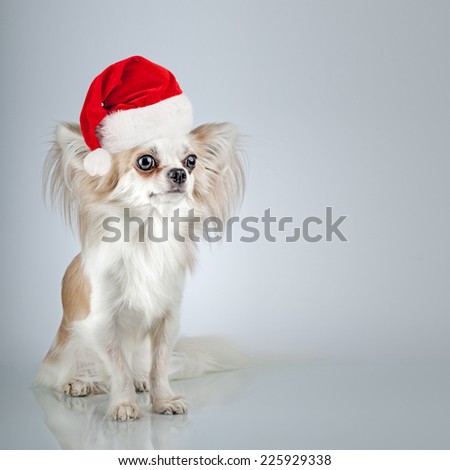 Longhair chihuahua  in Christmas Santa hat. Small dog sitting, looking at the camera