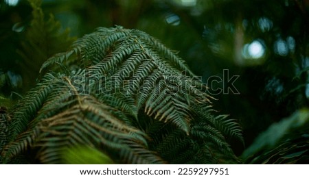 Tropical green leaves on background, nature summer forest plant concept.
Creative layout made of tropical leaves. Nature concept.