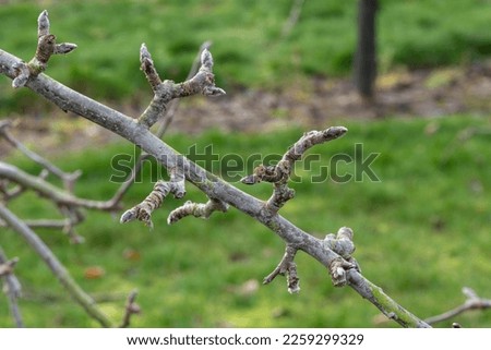 Macro shot of fruit bud on an apple tree