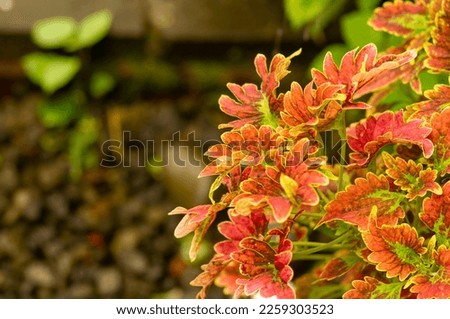Colorful  Coral Coleus, commonly known as coleus, a species of flowering plant
