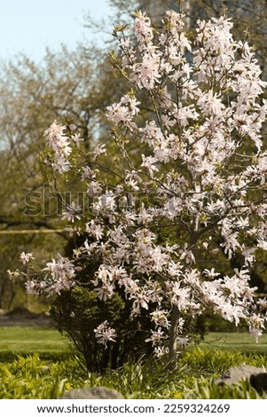 Close up tender magnolia shrub in bloom concept photo. Flowering small tree. Front view photography with blurred background. High quality picture for wallpaper, travel blog, magazine, article