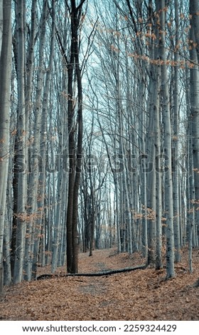 Tall skinny bare trees in autumn landscape photo. Beautiful nature scenery photography with blurred background. Idyllic scene. High quality picture for wallpaper, travel blog, magazine, article