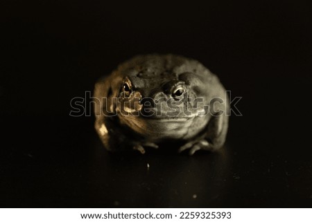 The Colorado River toad (Incilius alvarius), formerly known as the Sonoran Desert toad
