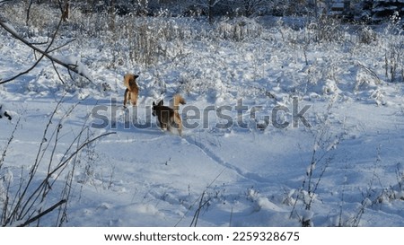 Red Dingo dogs that run through the forest and play in the snow. Royalty-Free Stock Photo #2259328675