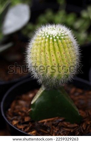 Lemon ball cactus aka golden ball, growing fertilely on pot