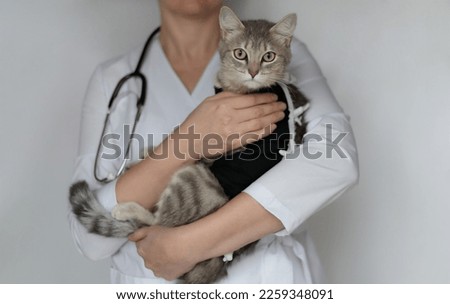 Veterinarian doctor with stethoscope holding spayed cat in postoperative bandage, medical blanket in veterinary clinic. Pet after cavitary operation, castration, sterilization, looking at camera Royalty-Free Stock Photo #2259348091