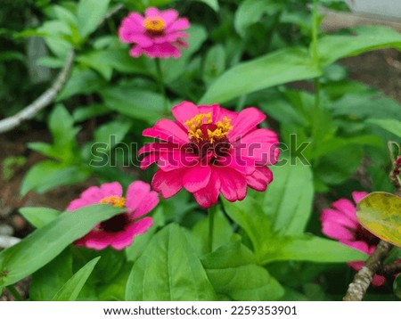 Closeup of Red Zinnia flower in full bloom. Beautiful floral background of blooming zinnias with red petal. Close-up photo in the garden. Nature background. 