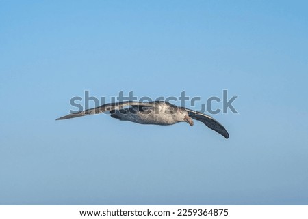Northern Giant Petrel (Macronectes halli) in South Atlantic Ocean, Southern Ocean, Antarctica