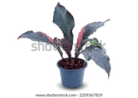 Anthurium Renaissance (Flamingo Flower,Tail Flower) growth in pot, ornamental plant isolated on white background. Exotic colorful variegated leaf, tropical tree decoration