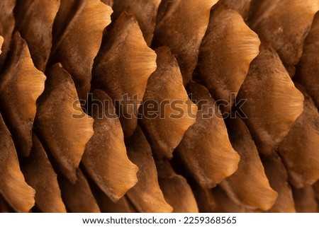 Pine cone macro, closeup texture of a pine cone surface Royalty-Free Stock Photo #2259368565