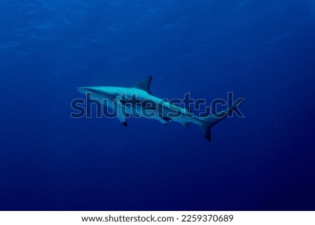 Black Tip oceanic shark of the shore of Lady Elliot Island