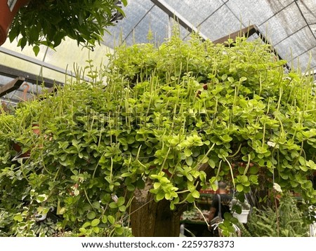peperomia serpens radiator plants green leaf in pots garden 