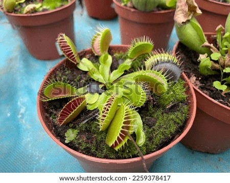 dionea venus flytrap plants mini in clay pot