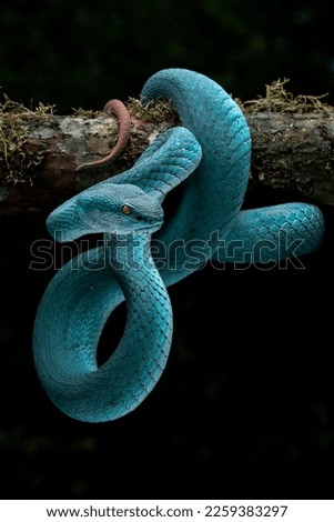 Beautiful color of Blue Viper Insularis Snake on tree branch. Blue Trimeresurus Insularis snake.