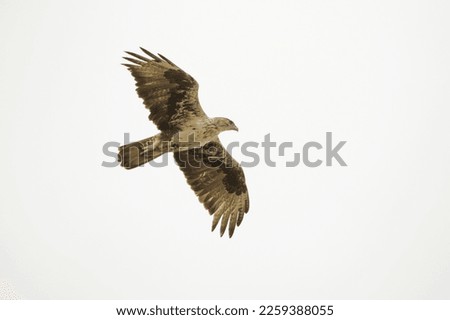 Bonelli's eagle, Aquila fasciata in  flight, Satara, Maharashtra, India 