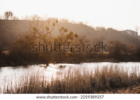 Misty mountain view to old dry tree among bushes and river in fog. Vintage mountain landscape with trees among vegetation in fog. The tree on which mistletoe grows. Atmospheric foggy landscape.