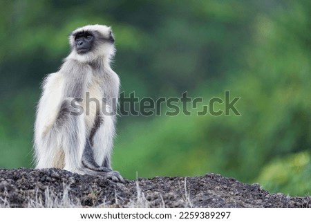 Indian grey langur, Satara, Maharashtra, India Royalty-Free Stock Photo #2259389297