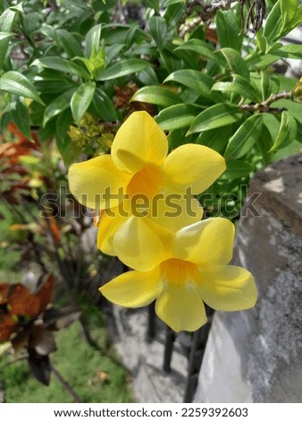 beautiful yellow alamanda flower that is blooming in the garden